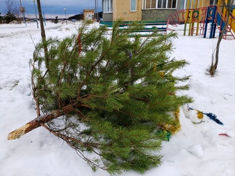 Disposal of Christmas trees